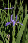 Giant blue iris